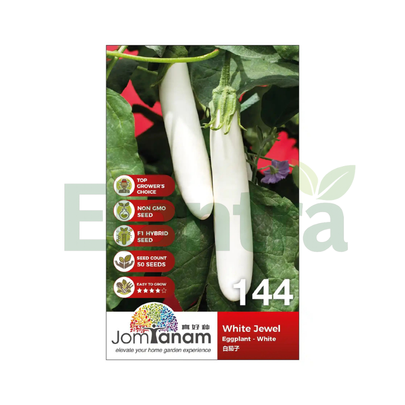 144 EGGPLANT - WHITE